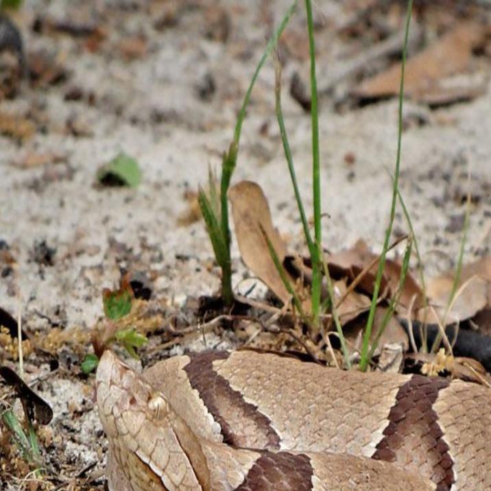 Snake catcher finds poisonous snake under trash bin - Good Morning America