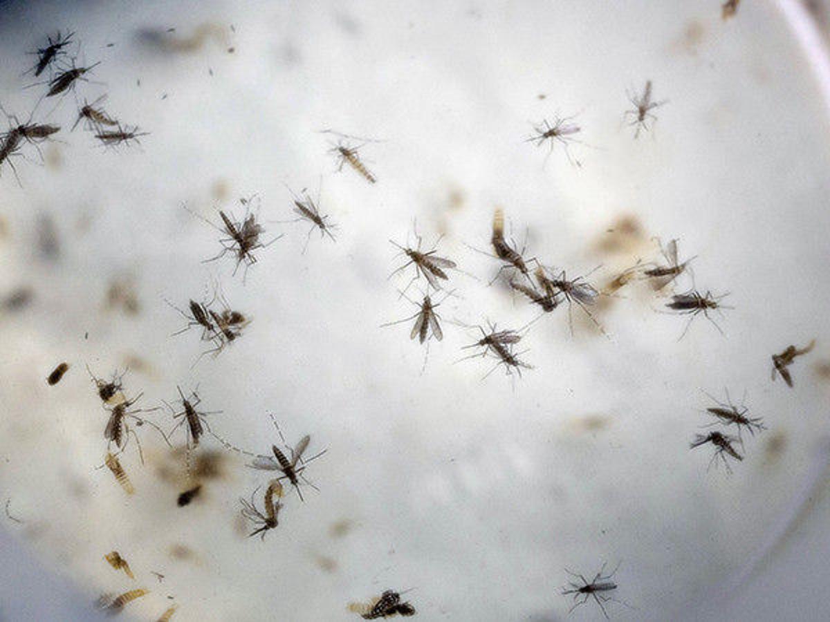 Cdc Issues Cautionary Zika Travel Guidance For Brownsville Texas Texas Tylerpaper Com