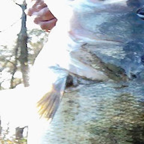 East Texas Fisherman S Technique Leads To A Pair Of 13s In A Week Blogs Tylerpaper Com