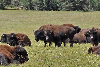 Grand Canyon seeks ways to manage bison herds