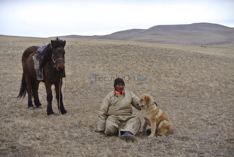 Tibetan mastiff next to hot sale horse