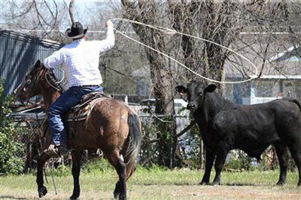 Waco, Texas: Loose Bull "Wrangled" by Lasso-Wielding Officers