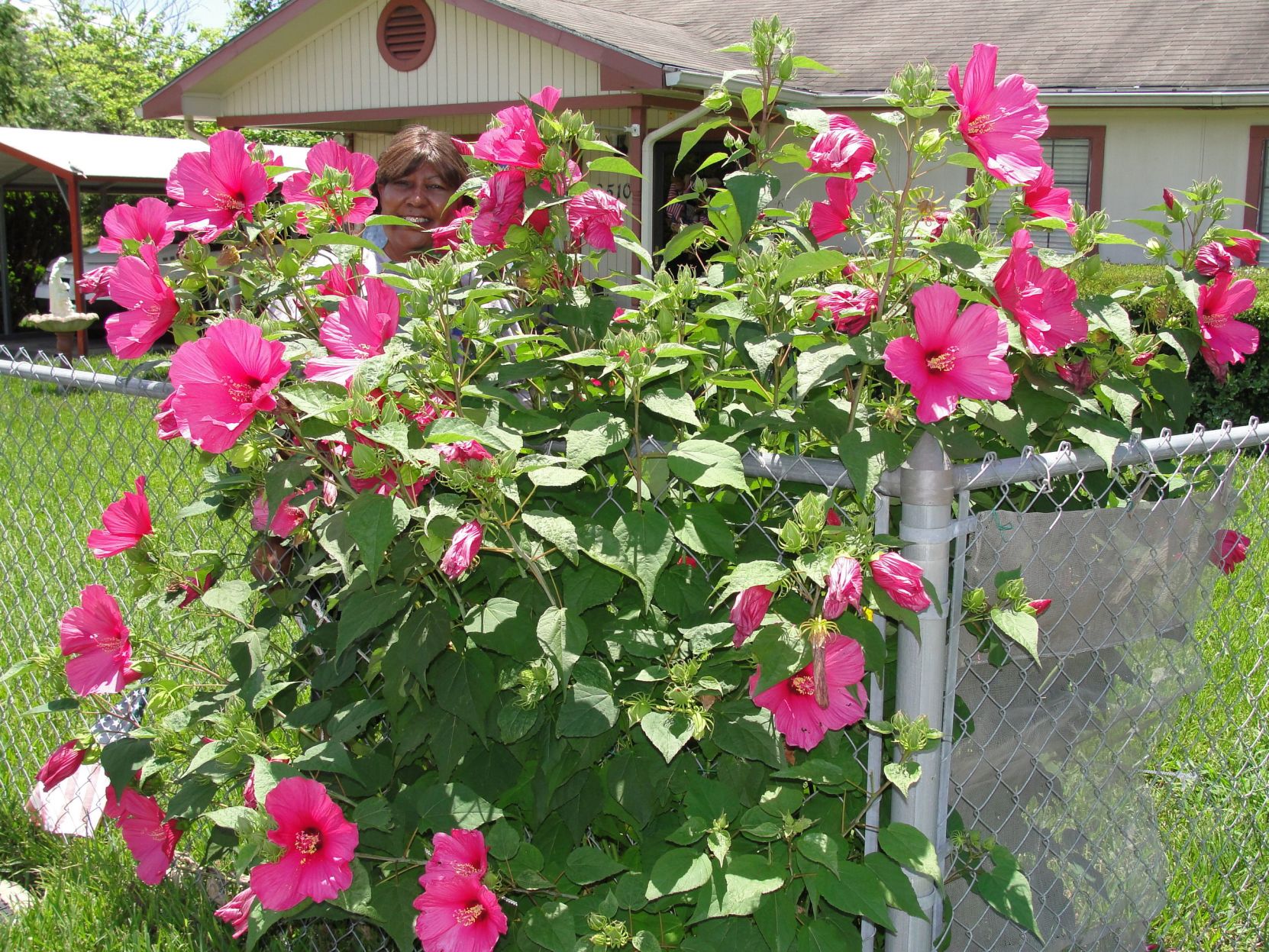 Colorful Rose Mallow Hibiscus Is A Cold-hardy Perennial | Lifestyle ...