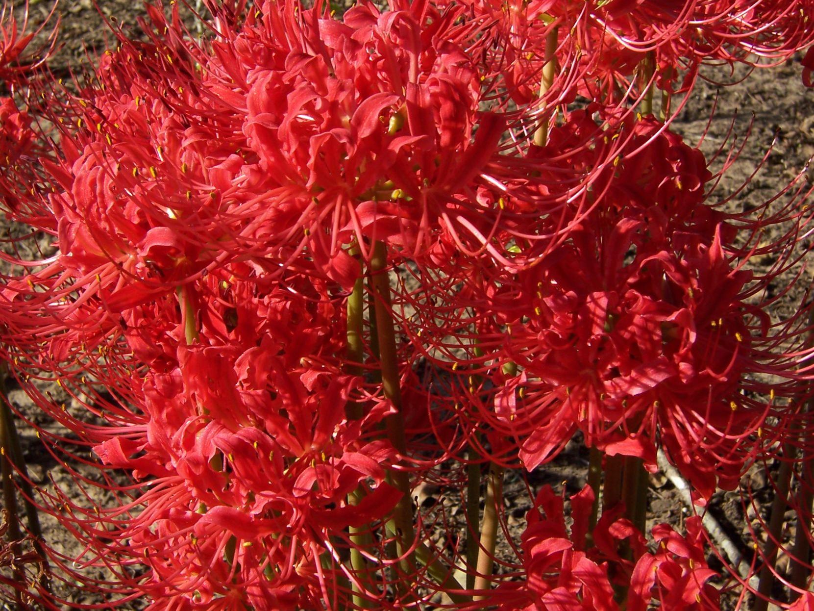 Beautiful Lycoris Radiata Is A Flower Of Many Names Lifestyle Tylerpaper Com