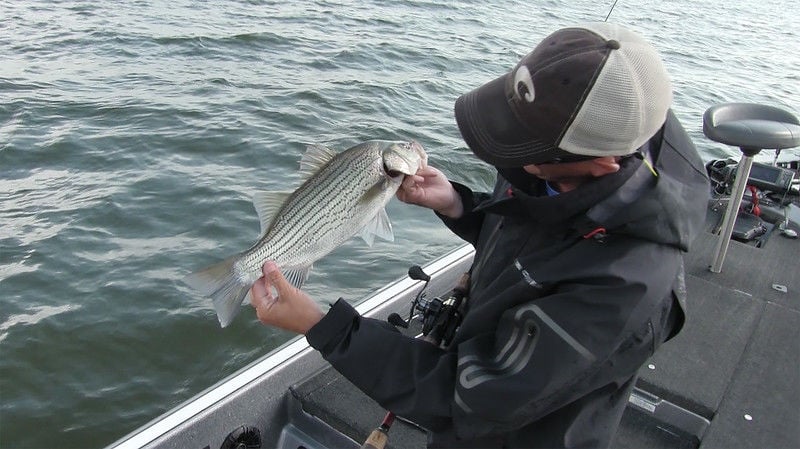 the Striped Bass Hybrid: The Hardest Fighting Fish - OOW Outdoors 