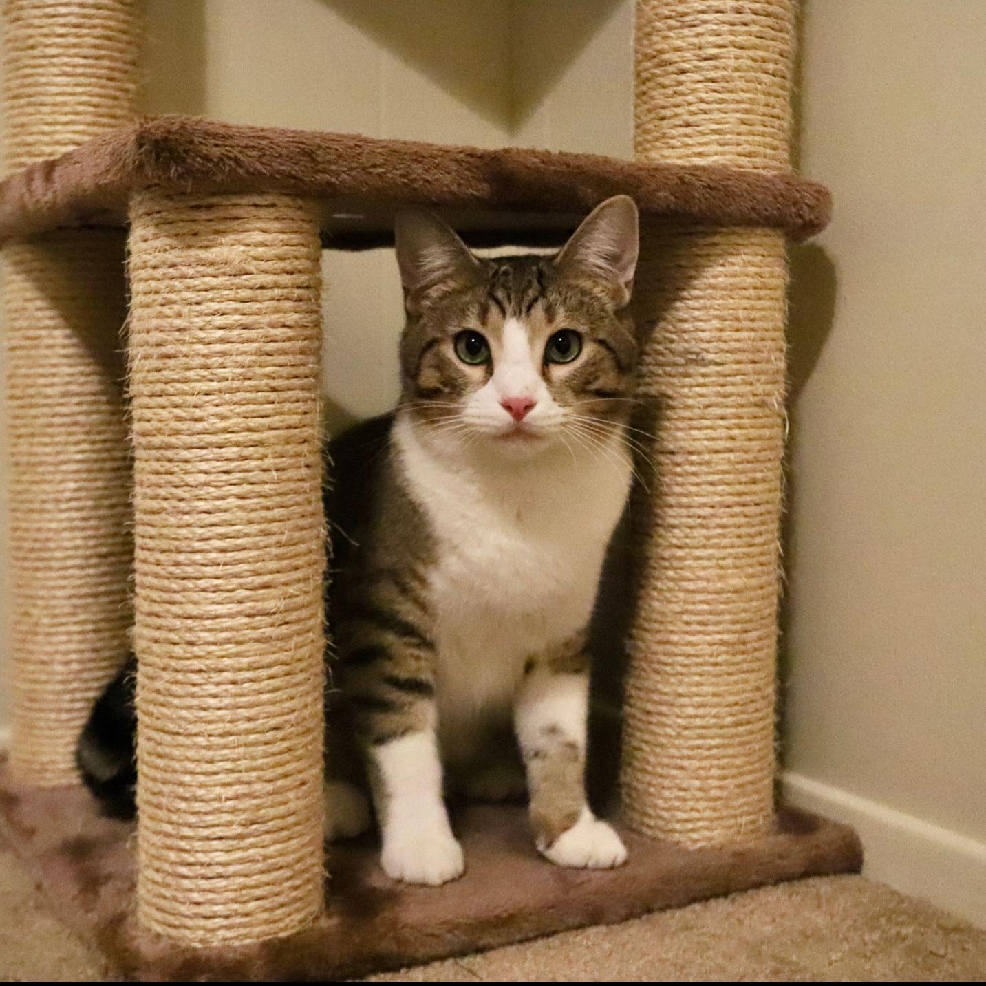 Family Looking To Help Rehome Cats Left After Whitehouse Killing