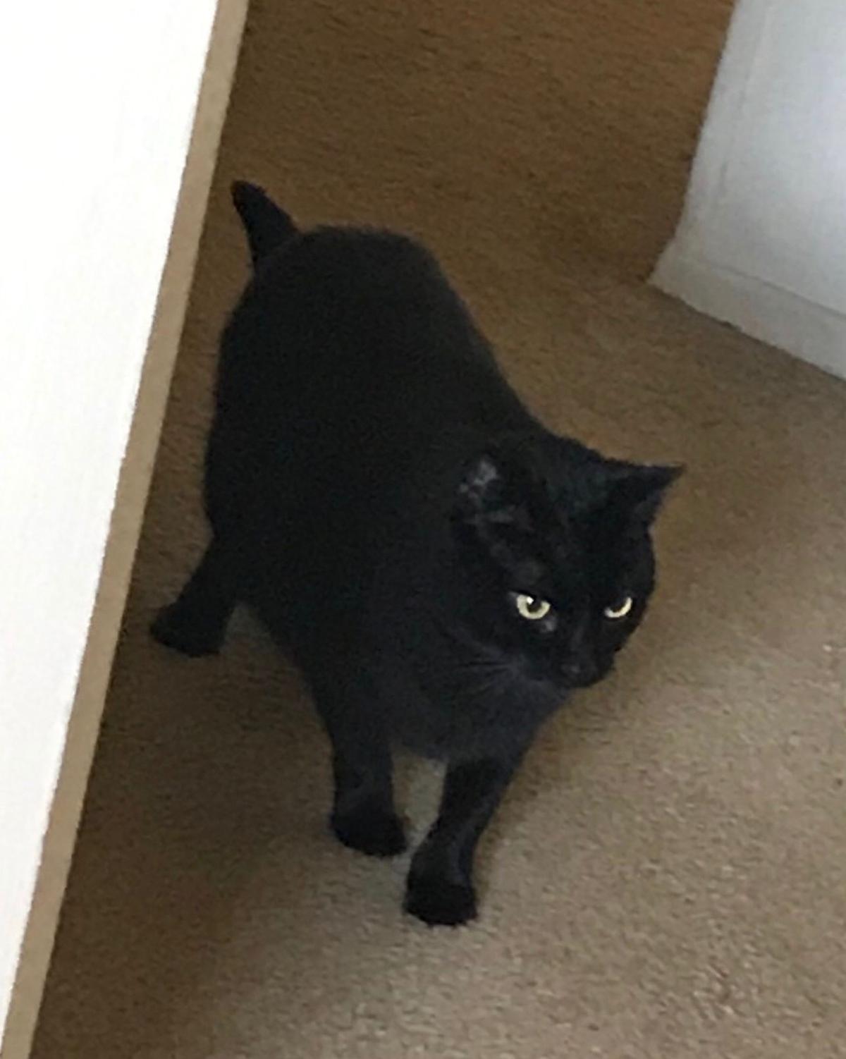 Family Looking To Help Rehome Cats Left After Whitehouse Killing