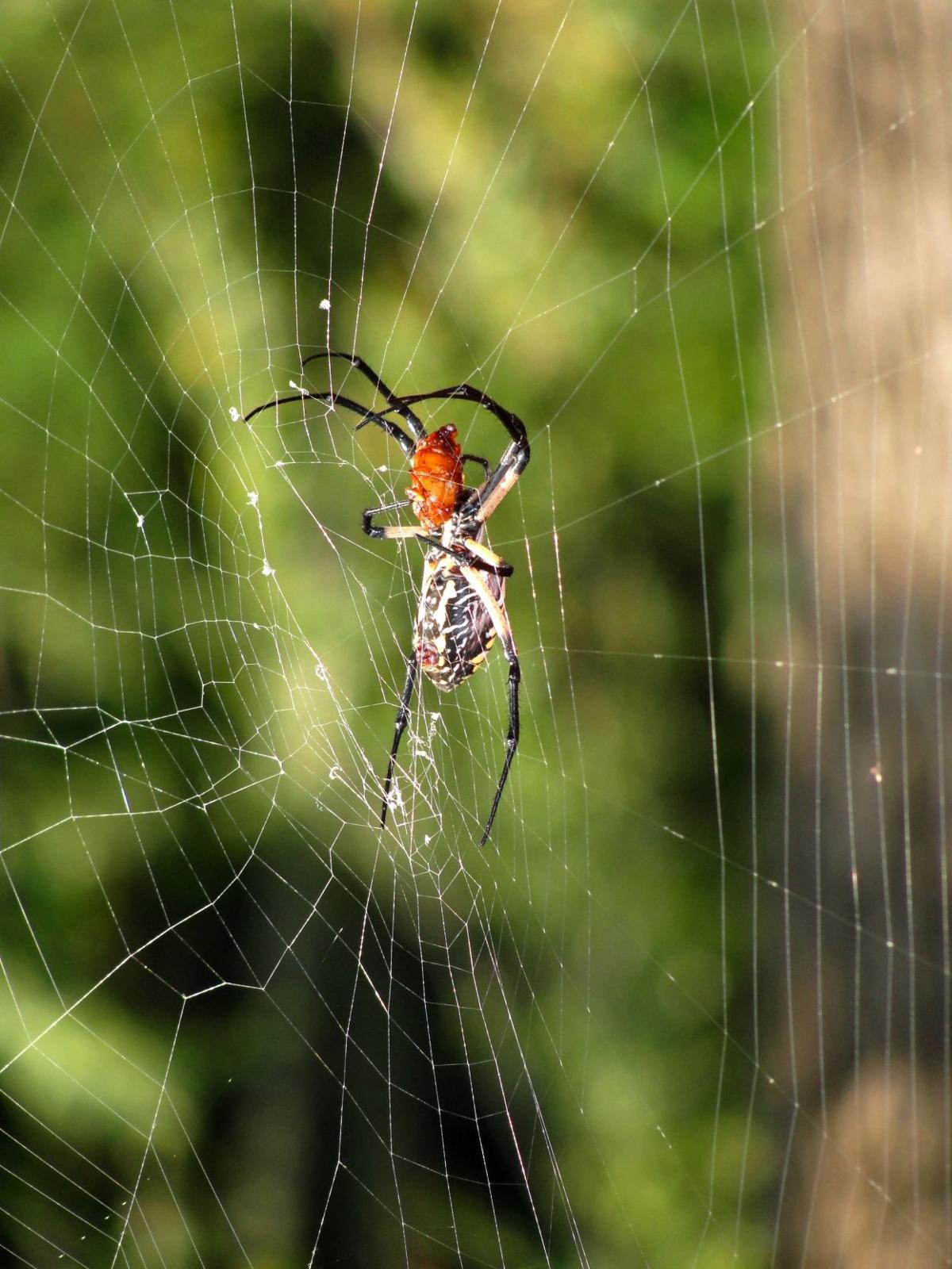 Spiders Help Keep Plant Feeding Insects Under Control