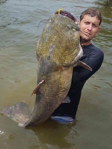Noodling catfish catching on with Texas fishermen