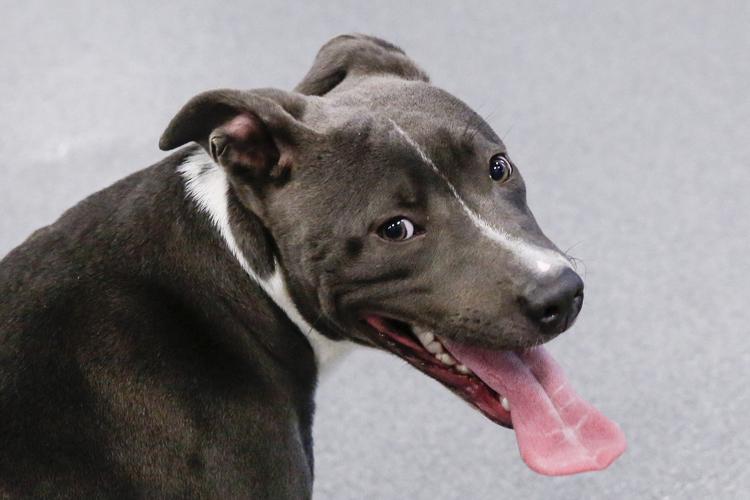 Pit bull mix 'Exodus' is ready to leave the Tyler Animal Shelter for a new forever home | Local News Pit bull mix 'Exodus' is ready to leave the Tyler Animal Shelter for a new forever home | Local News