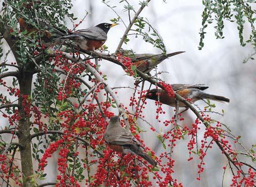 Weeping Yaupon Is Like A Living Piece Of Art And Joyful Garden Addition Tylerpaper Com