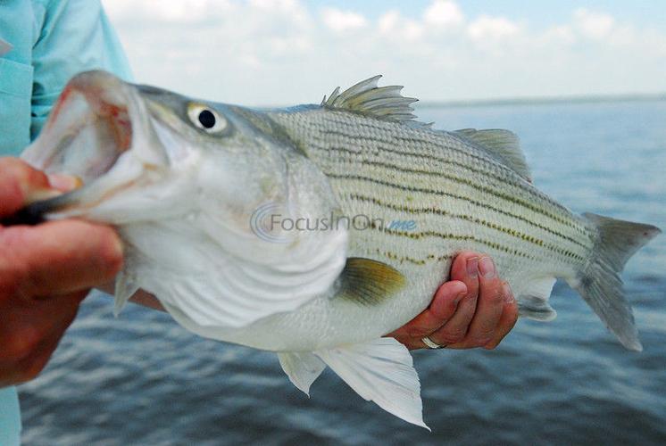 Hybrid striped, white bass moving into summer pattern, Texas All Outdoors