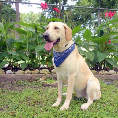 Rufus he Lab