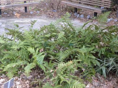 Autumn Ferns Bring Welcome Green To Gray Winter Days Lifestyle