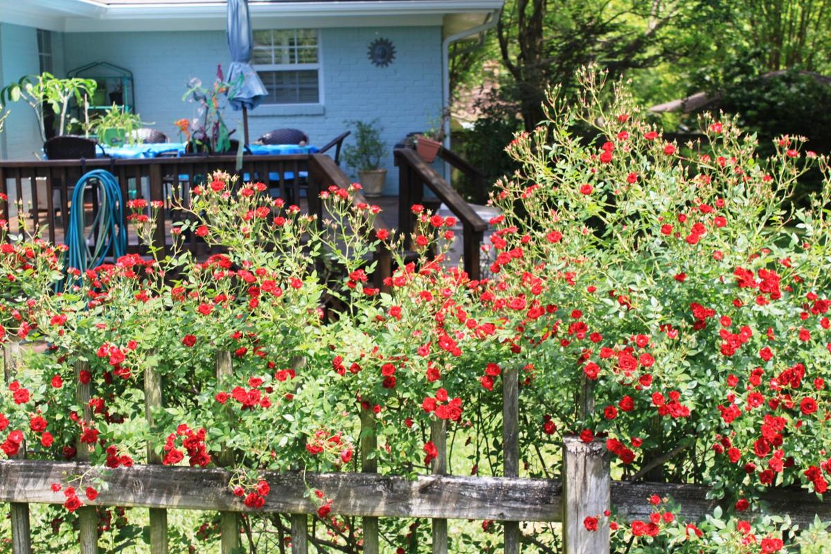 Master Gardeners showcase landscaping during annual tour ...
