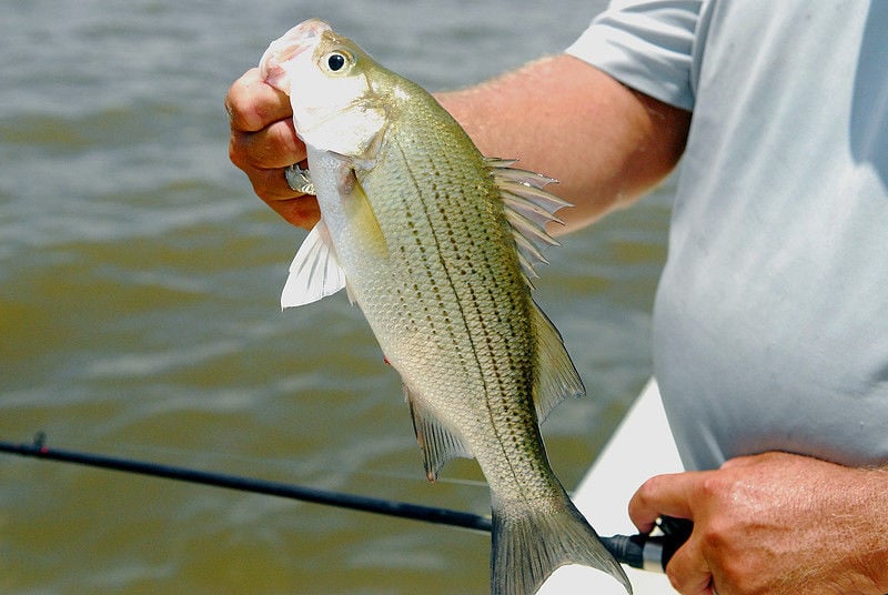 different-regulations-make-it-important-to-know-a-white-bass-from-a