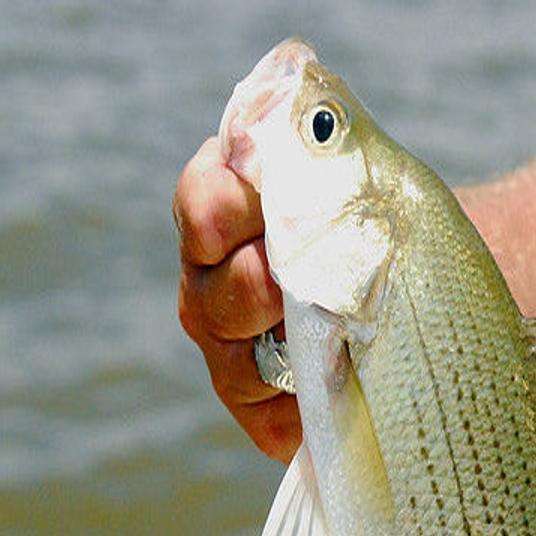 Different regulations make it important to know a white bass from a hybrid, Texas All Outdoors