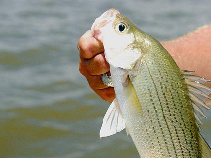 Different regulations make it important a white bass from a hybrid