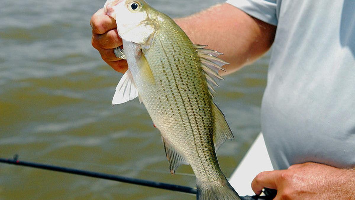 Different regulations make it important to know a white bass from