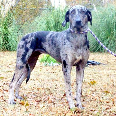 Pet of the Week 11.17.19 Jazzy