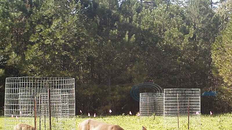 Fall Farming Conditions Ripe In East Texas For Planting Wildlife Food Plots Texas All Outdoors Tylerpaper Com