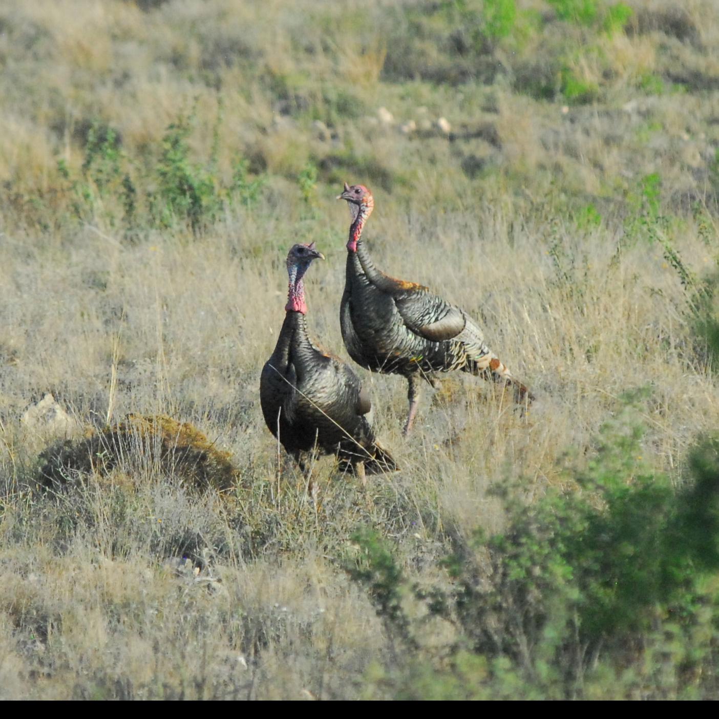 Big Birds Should Abound Across Rio Grande Turkey Range Blogs Tylerpaper Com