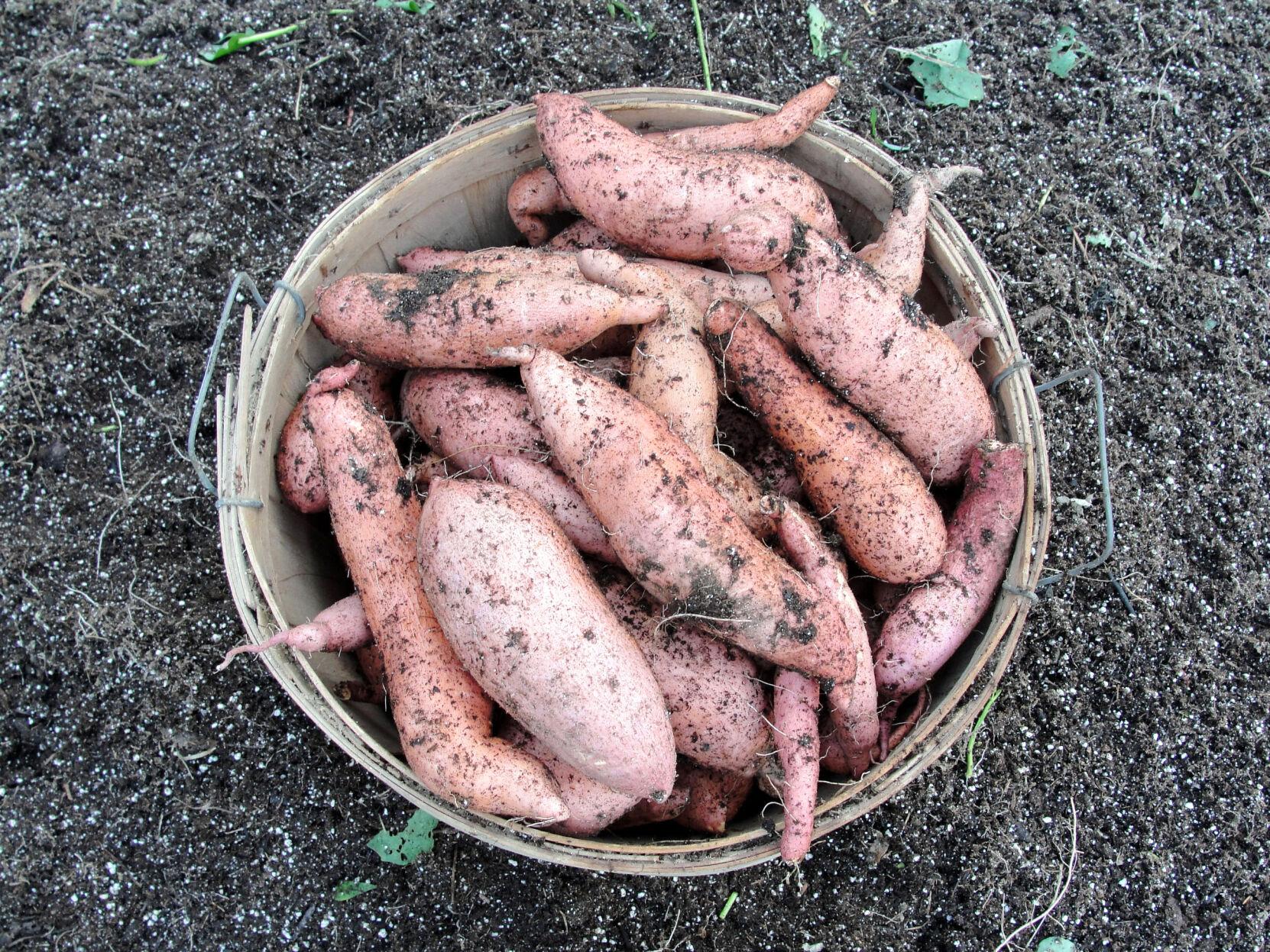 A Yam By Any Other Name Isn T Lifestyle Tylerpaper Com