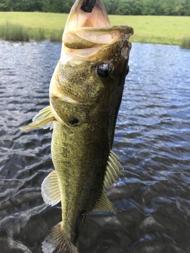 Short Turnaround: Post-Spawn Bass May Not Move As Much As