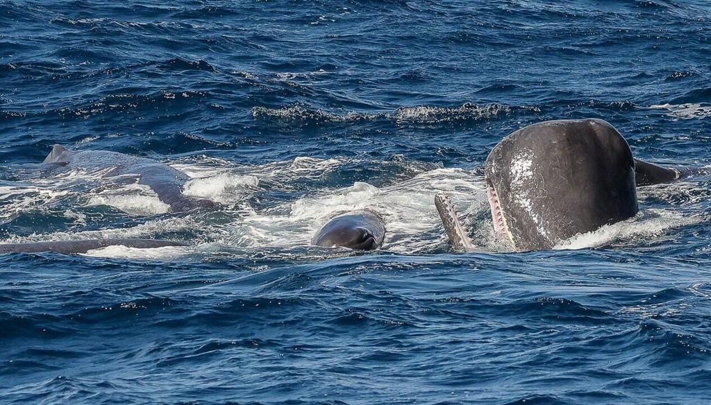 Orcas and sperm whales caught on camera in fierce battle