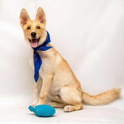 Husky and hot sale lab mix puppy