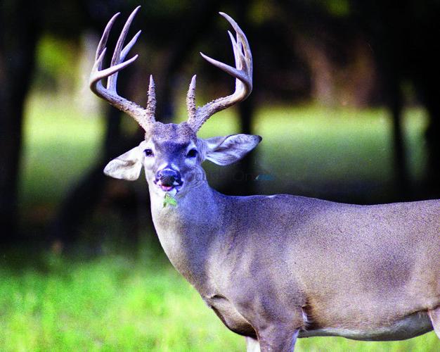 Oak can produce quality deer | Texas All | tylerpaper.com
