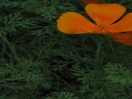 California Poppies Grow Well In Texas Gardens Lifestyle