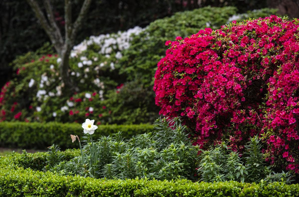 03172020_tmt_news_azalea_01web.jpg