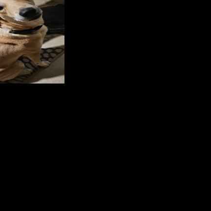 Meet adoptable pets at SPCA of East Texas for week of Jan. 6-12, 2025 | Local News