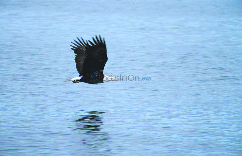 Winter is the time to spot bald eagles in Texas - Texas Farm Bureau