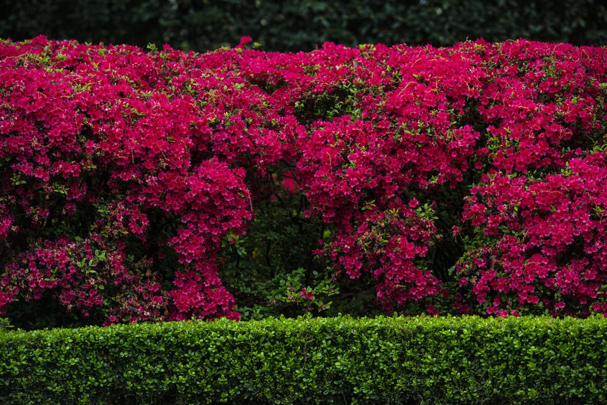 03172020_tmt_news_azalea_02web.jpg
