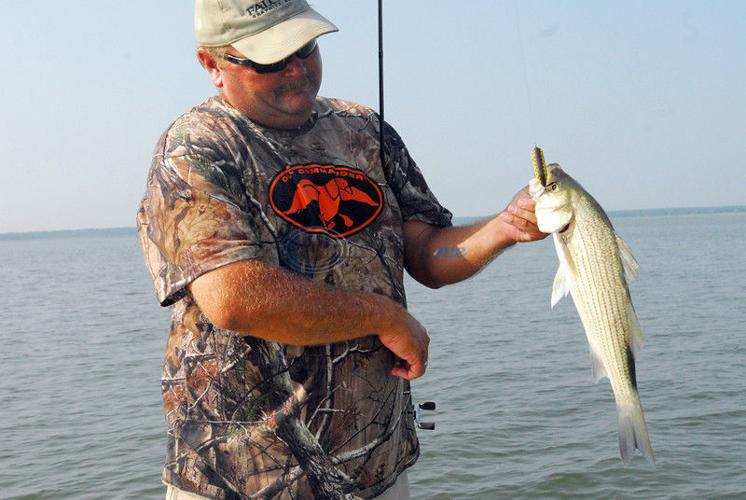 Top Choice: Guide targeting tailing hybrid striped bass with topwater lures, Texas All Outdoors