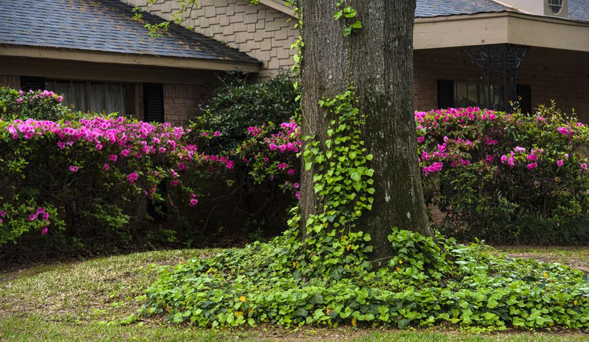 03172020_tmt_news_azalea_05web.jpg