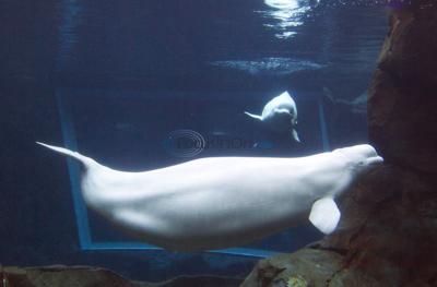 Yet Another SeaWorld Tragedy: Beluga Mysteriously Dies At 38