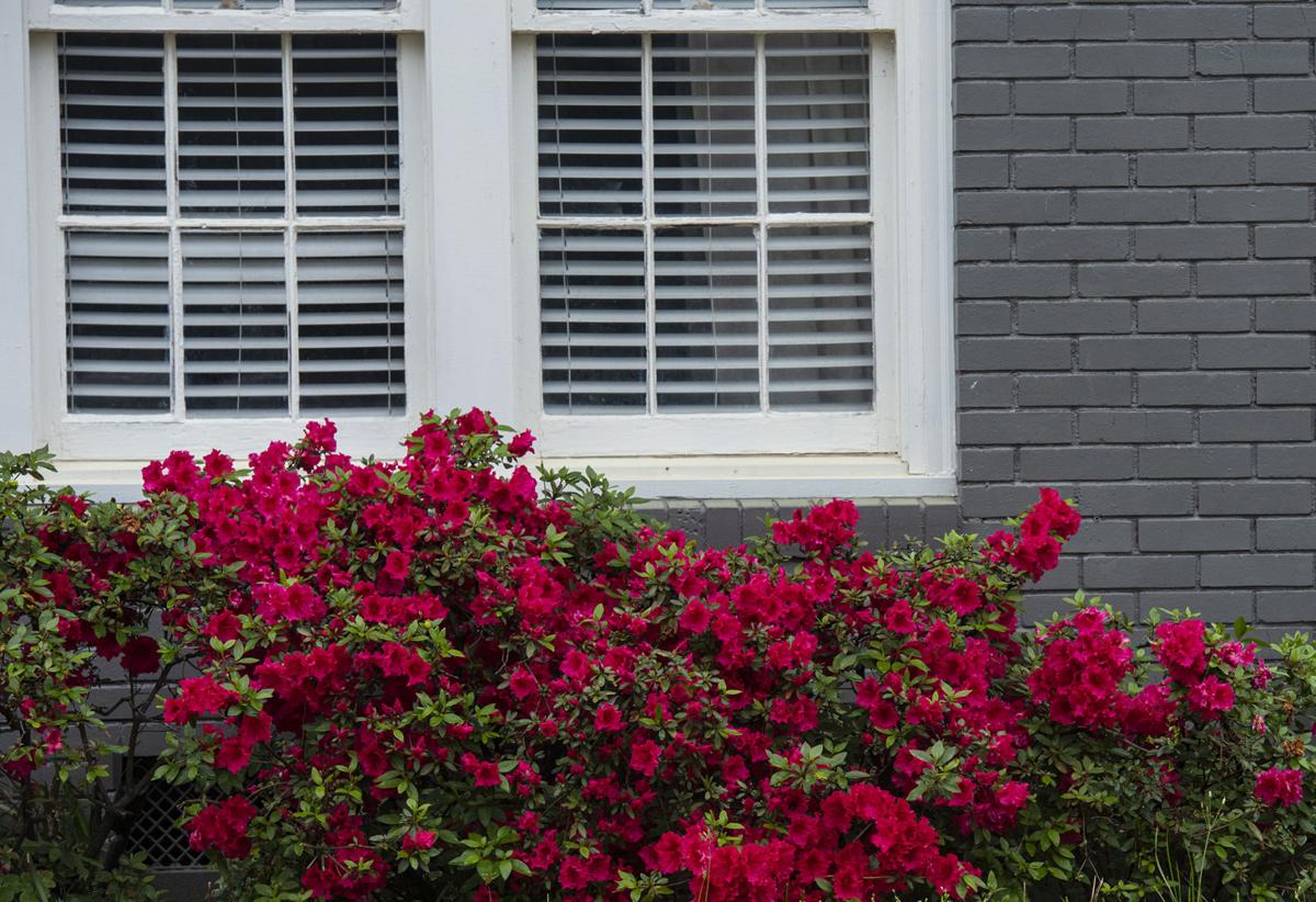 03172020_tmt_news_azalea_06web.jpg