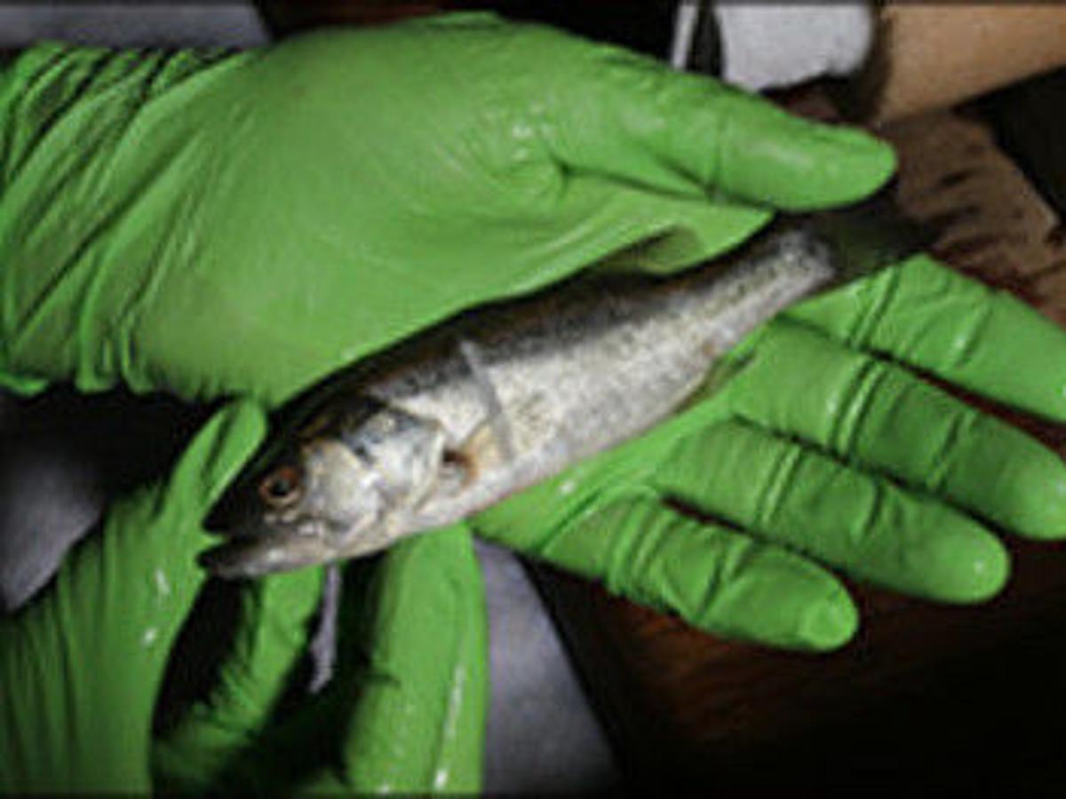 Pilot study looking at stocking contribution of advanced fingerling ...