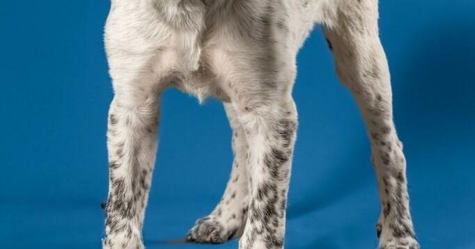 Meet featured adoptable pets at SPCA of East Texas April 28-May 4, 2025 | Local News