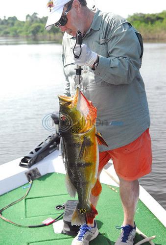 The : Peacock bass fishing in Brazil is all about the size