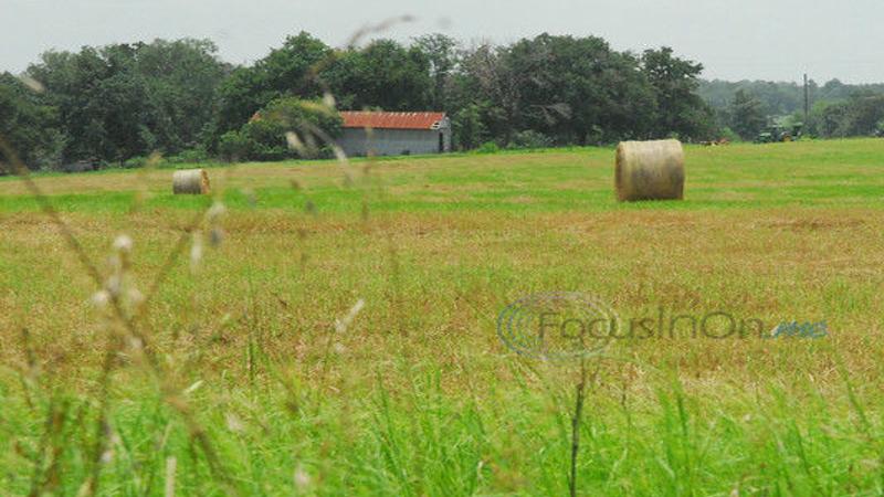 Splendor In The Grass Coastal Bermudagrass Has Long History In County Local News Tylerpaper Com