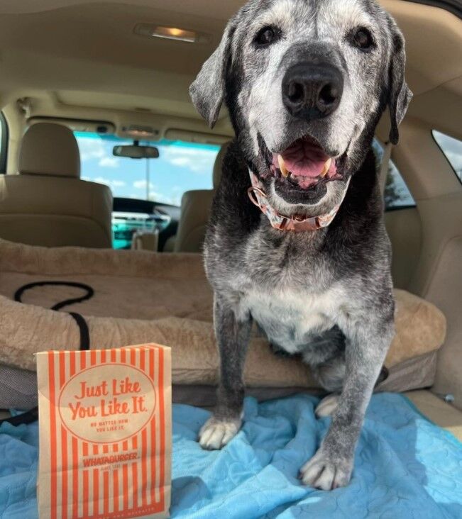 Lauren Siler on Instagram: 🚨 HURRY!!!! You want this calendar featuring  Annie x Texas Rangers ⚾ The @rangers printed a calendar with  @thepawerfulrescue dogs and our girl is Ms. October 2024 They