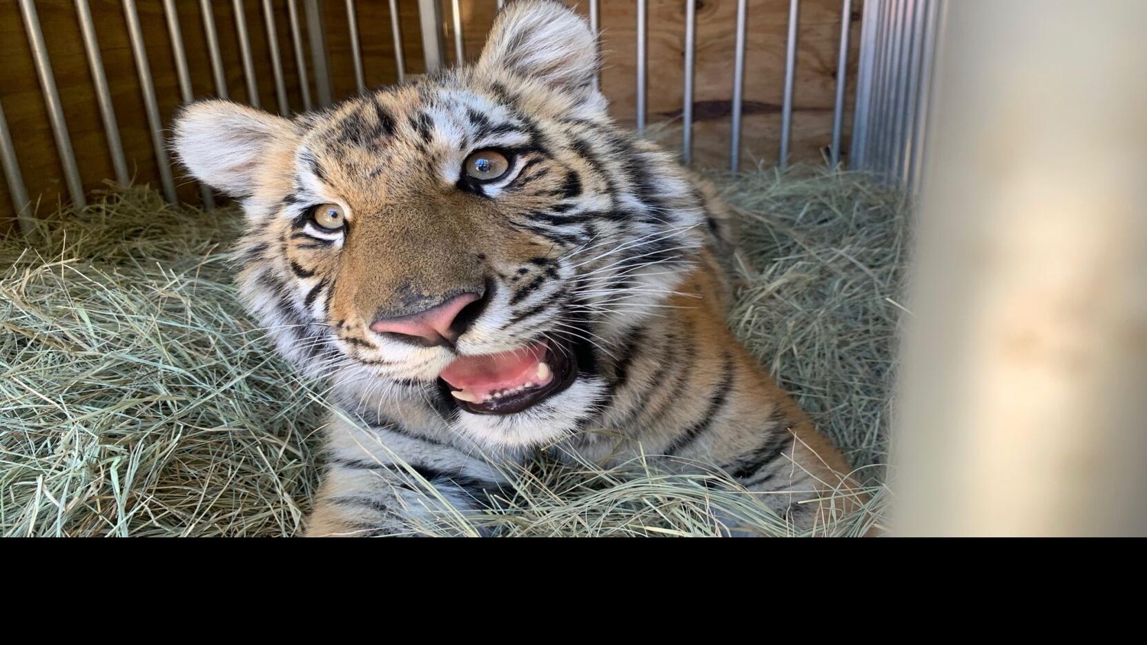 PHOTOS: Texas has 2 newborn tiger cubs