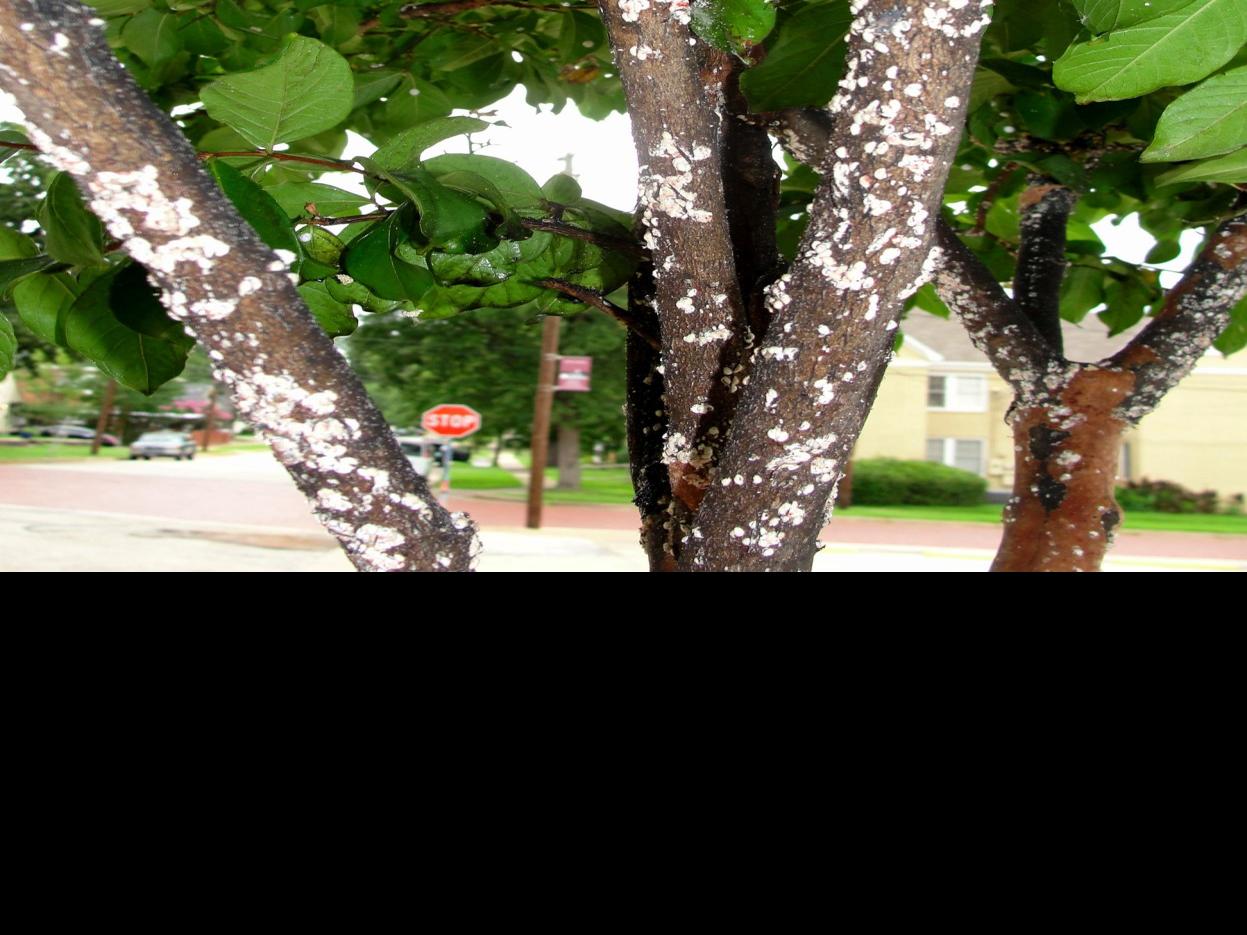 Crape Myrtle Bark Scale Can Be Treated But It S Unlikely To Go Away Lifestyle Tylerpaper Com