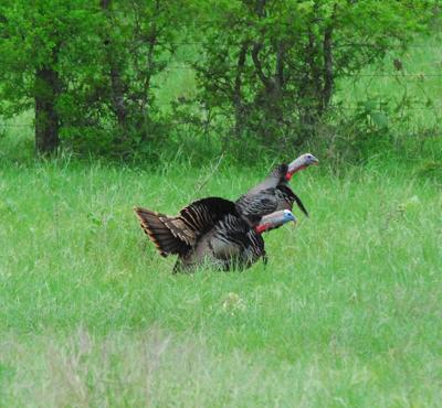 Spring turkey hunting