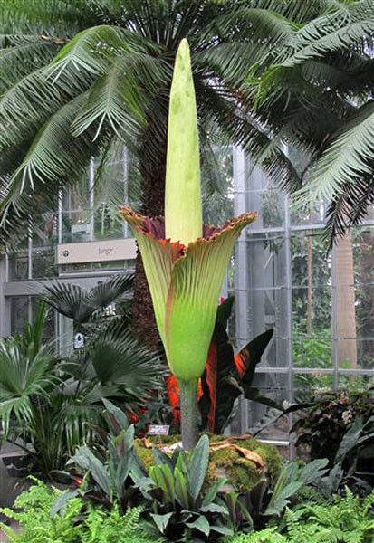 Corpse Flower Making Stink At Phipps Conservatory Other Tylerpaper Com