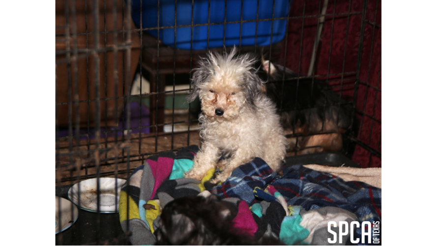 Spca canton hotsell